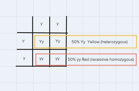 Draw a punnett square for one heterozygous Yellow bird, mixed with a recessive red-example-1