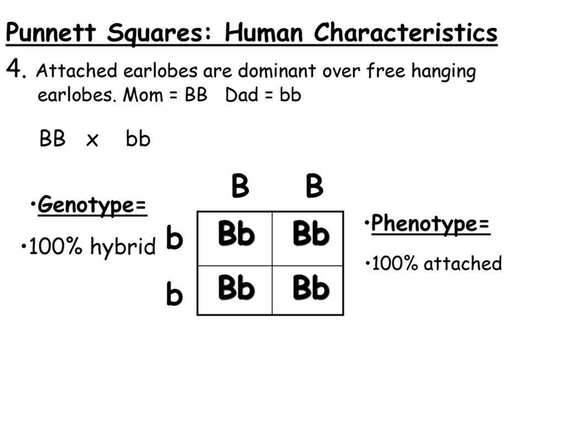 I need to make a punnet square with this data just the data in the pt1-example-1