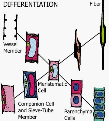 Explain the concept of growth using these terms: differentiate, meristem, elongation-example-3