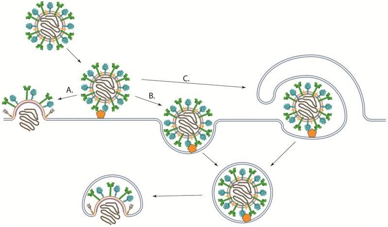 What does a viral particle use from the host cell to enter the cell?CapsinNucleoid-example-1