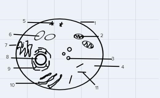 Draw a plant and animal cell and carefully label it. Use coloured pencils if you wish-example-2