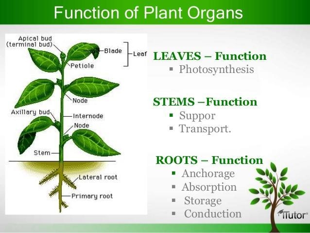 Describe the functions of the main organs and systems in plants and animals and relate-example-1