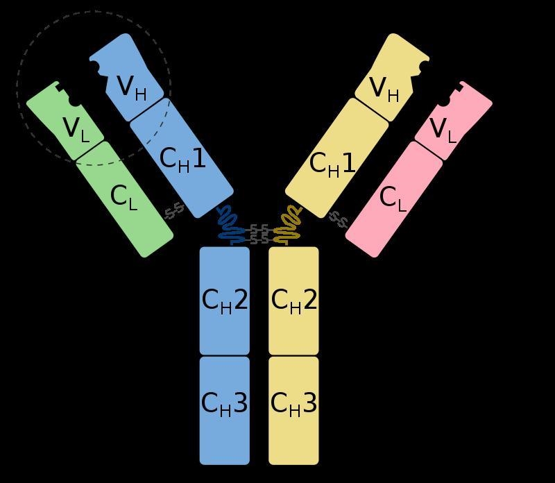 What are antibodies composed of?A. A constant, a variable, and an intermediary polypeptide-example-1