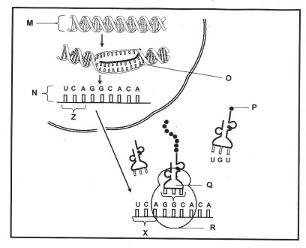 16. Below is a model of a cellular process.Which of the following best explains the-example-1