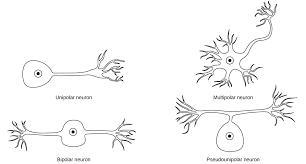 What are the four different shapes of neurons?-example-1