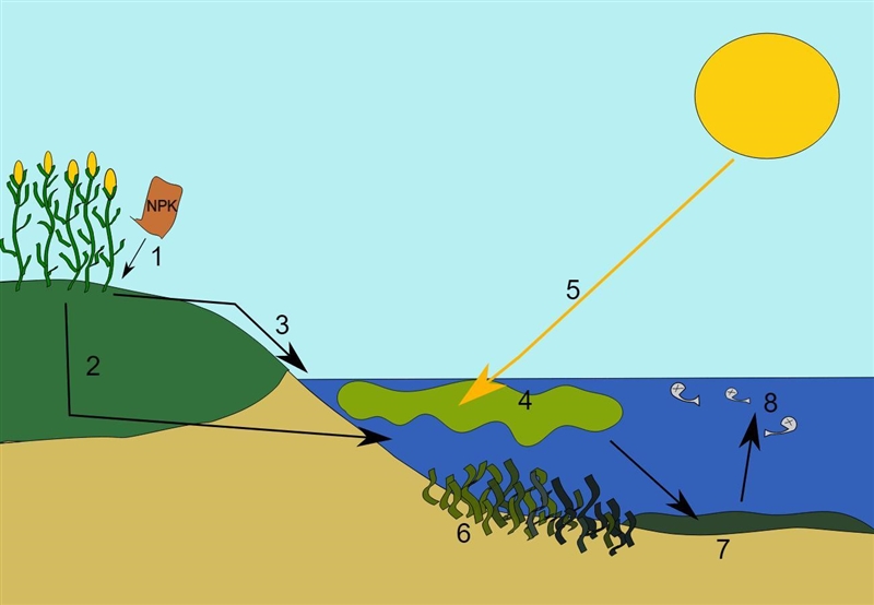 Why do oxygen levels drop sharply during eutrophication?A. Microbes soak up the oxygen-example-1