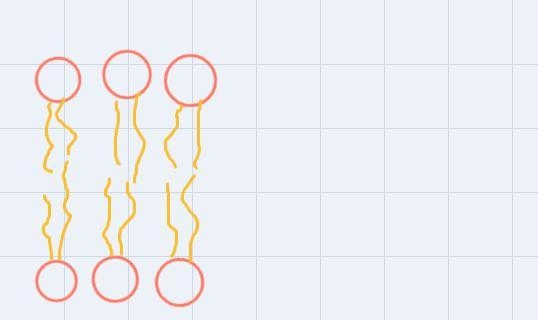 Draw and label a phospholipid bilayer. Include the terms: polar head, non-polar tail-example-1