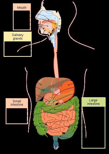 Compare the digestive systems of a flatworm and a human. Be sure to include examples-example-1