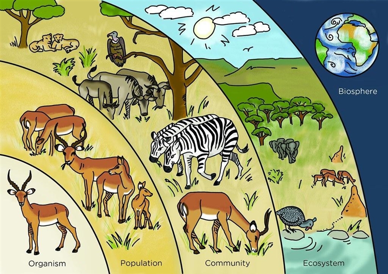 What does a biological community consist of?Question options:A) Phototrophs and autotrophsB-example-1