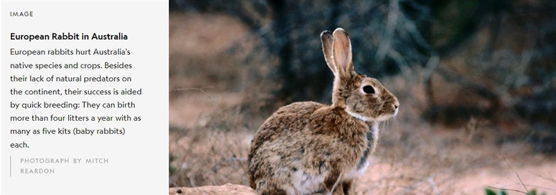 What control measures have been used in Australia to attempt to eradicate the rabbits-example-1