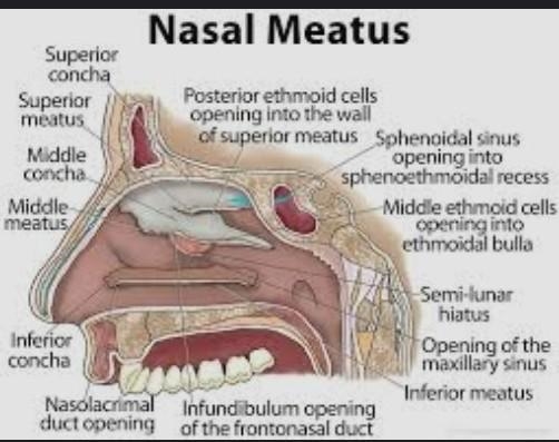 Nasolacrimal duct opens into a) Anterior part of inferior meatus. b) Vestibule of-example-1