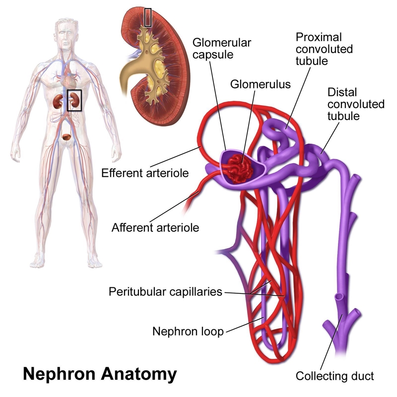 What is the nephron? A. filtering unit of the kidney B. a large artery C. a globular-example-1