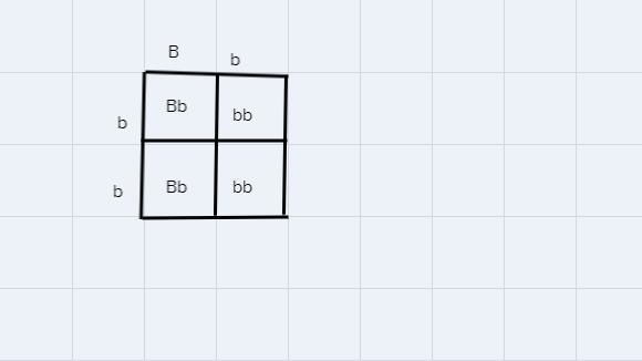 3. If a black guinea pig (Bb) were crossed with a white guinea pig (bb), whatwould-example-1