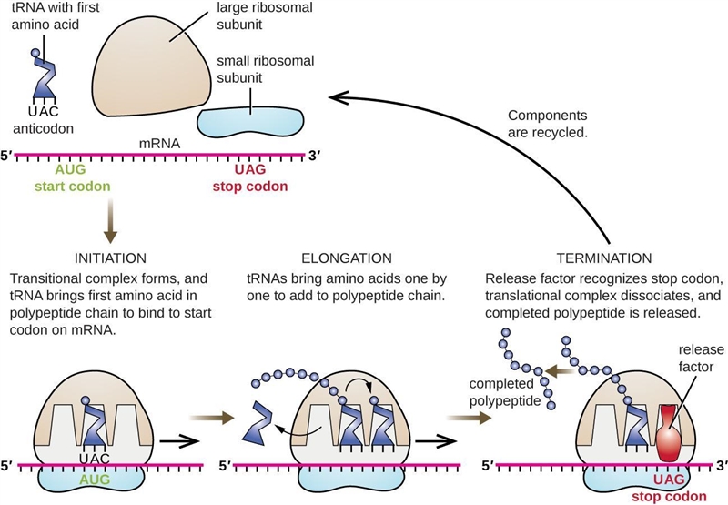 1. This is your DNA “gene” ready for expression:3’ - CCC GAT CGT AGG AGT - 5’What-example-2