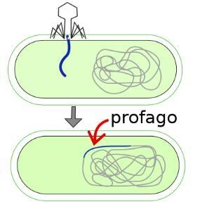 In which of the following cycles is the viral genome integrated into the host DNA-example-1