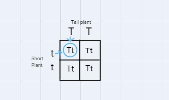 Complete the Punnett squares for Mendels cross (P-parental) of a tall plant (TT) with-example-2