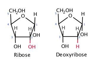 Contrast RNA and DNA (Pentose Sugar)Could you please simplify/condense the answer-example-1