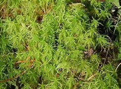 Why the right answer is Mosses and not Bryophytes. What plants are nonvascular and-example-1