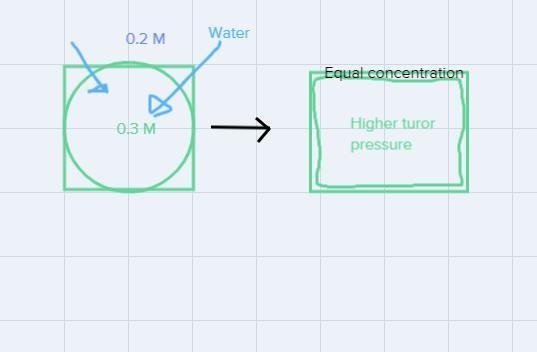 Let’s suppose the solute concentration inside the cells of a plant is 0.3 M and outside-example-1