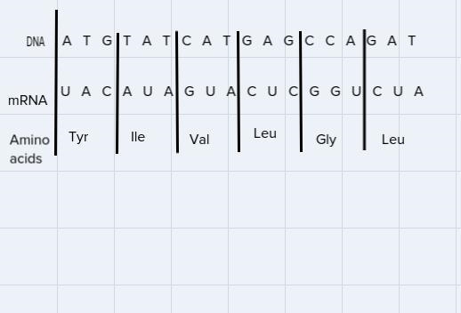 Complete the process of protein synthesis by completing the chart below.Remember you-example-1