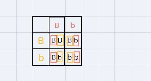 Fill a Punnett Square with the offspring from parents Bb x Bb.-example-2