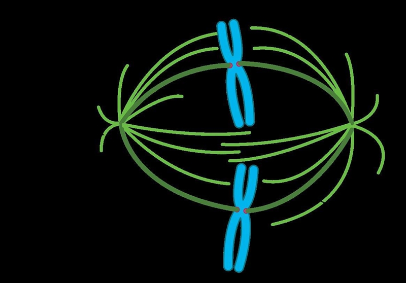 Can anyone give me a 4-5 sentence definition on spindle fibers?-example-1