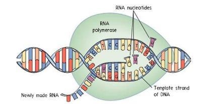 16. Below is a model of a cellular process.Which of the following best explains the-example-2