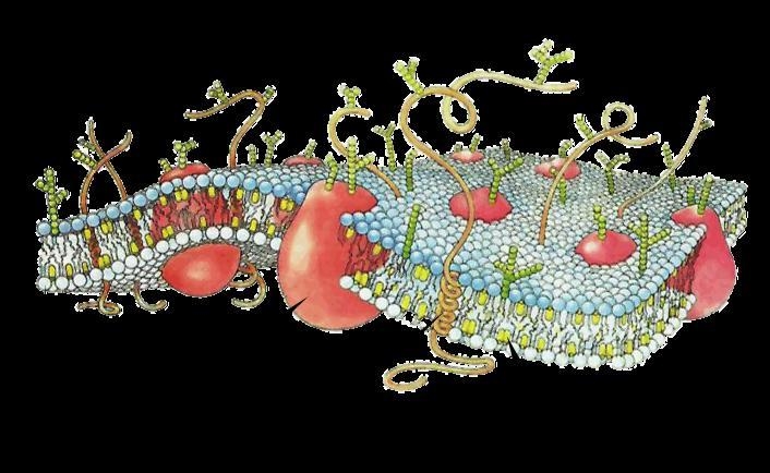 Draw and label the plasma membrane of your organism’s cell. Label the phospholipids-example-2