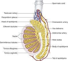 Where is the Epididymis-example-1