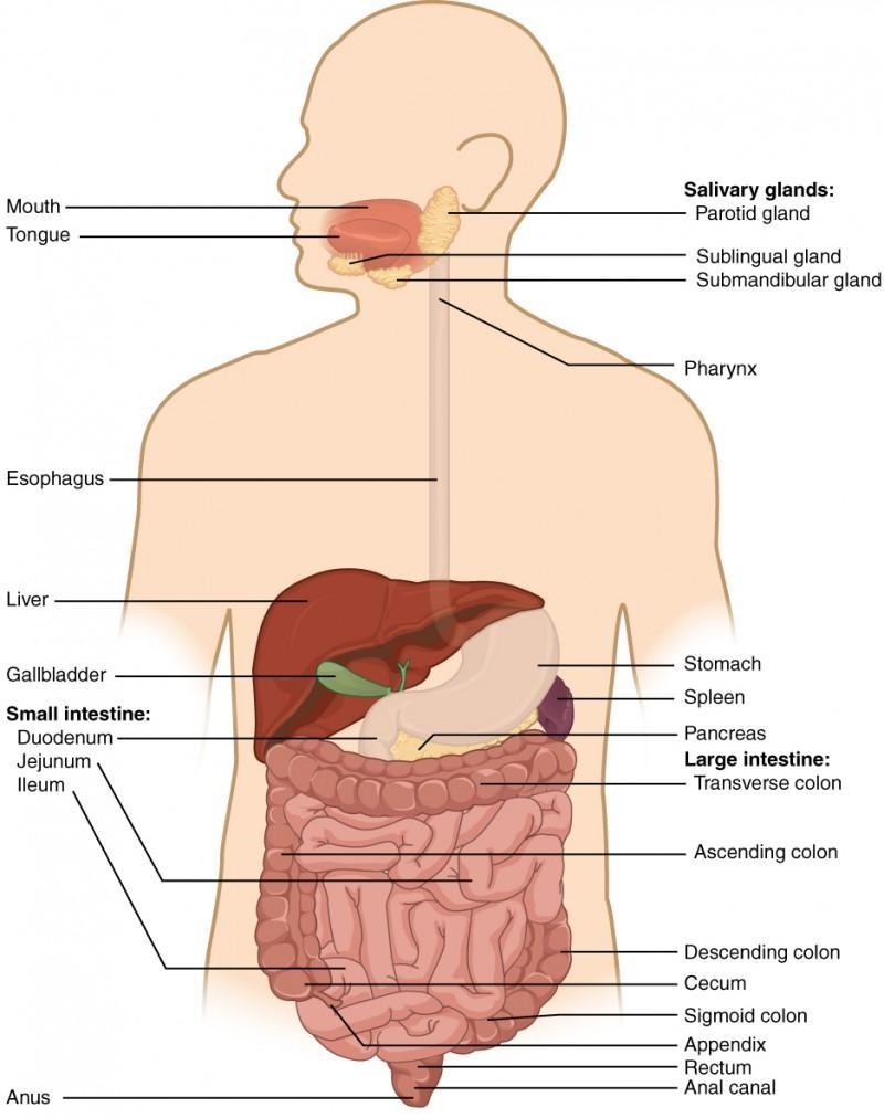 Label the names Mouth, Esophagus, Stomach, Small Intestines Salivary Glands, Gallbladder-example-2