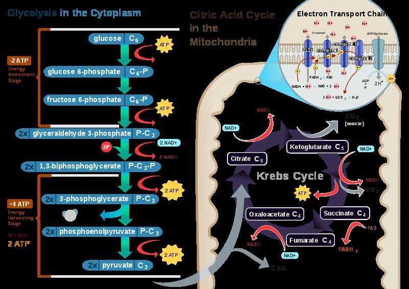 2.in which part of a cell does respiration take place A.cell membrane B. Chromosomes-example-1