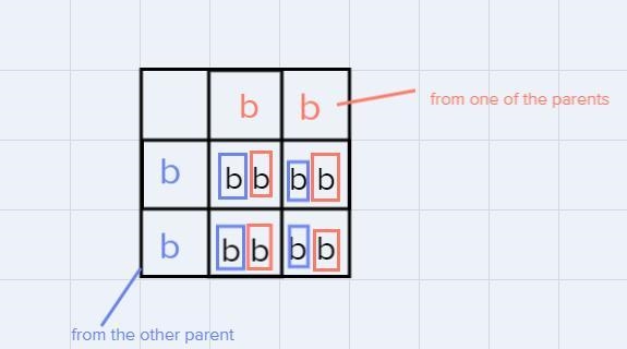 In humans, brown eyes (B) are dominant to blue eyes (b). Diagram the following cross-example-1