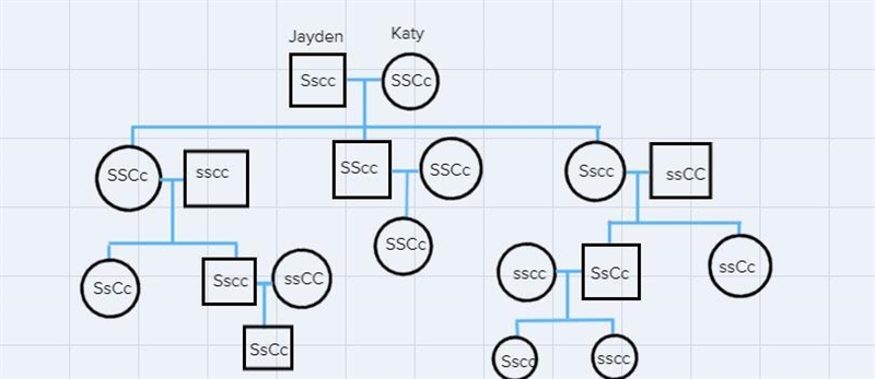 Hello I need help with a pedigree and also punnet square as well this is for straight-example-3