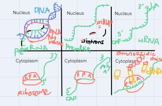 Draw comic strip should include an example of transcription  (DNA to mRNA) and an-example-1