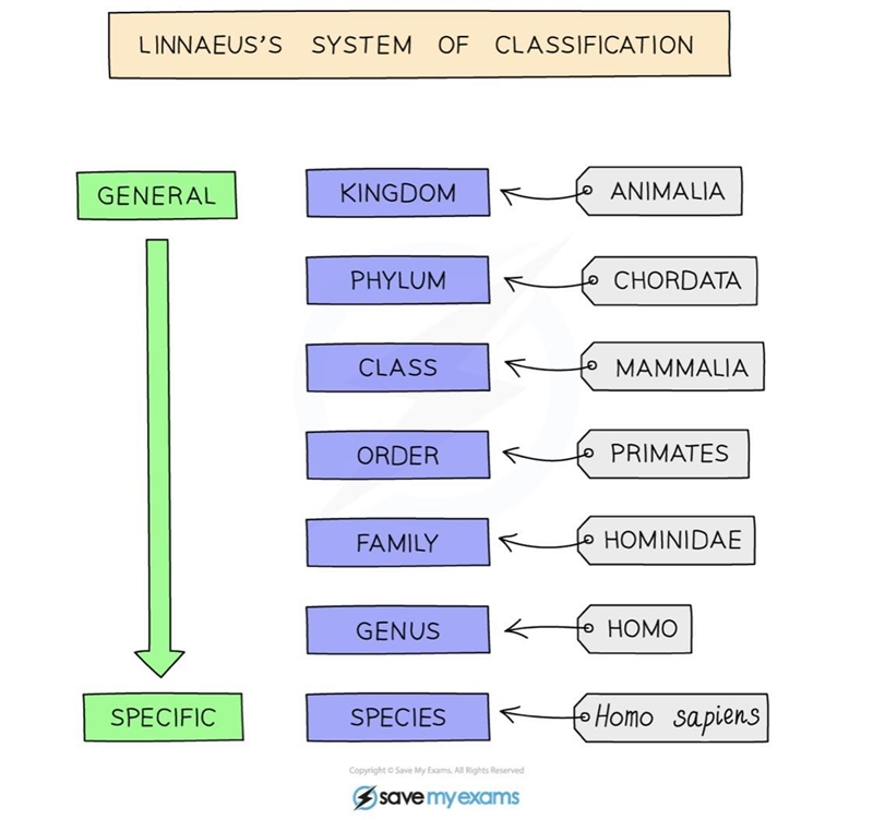 Give the correct order of the classification groups from largest to most specific-example-1