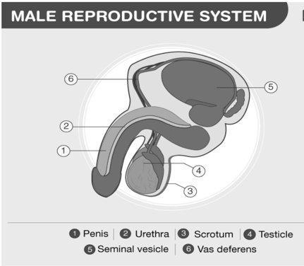 The male reproductive system-example-1