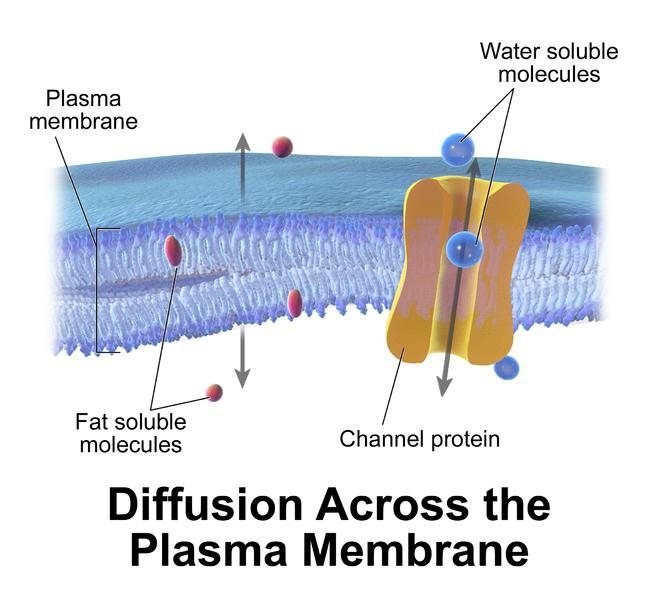 Draw and label the plasma membrane of your organism’s cell. Label the phospholipids-example-1