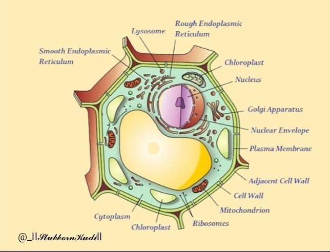 The fundamental unit of life-example-1