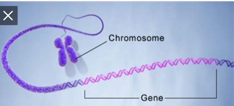 What do genes contain instructions for ?-example-1