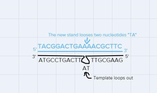 Question 12After many cell divisions, a segment of DNA has more base pairs than it-example-1