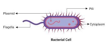 A tail-like structure for movement found in many prokaryotes and some eukaryotes is-example-1