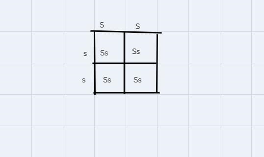 I need help with this please I need to do a pedigree and also a punett square-example-3