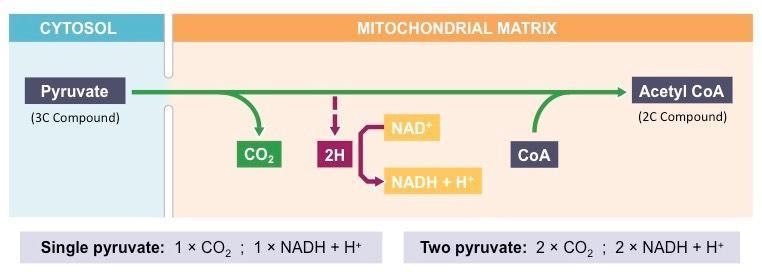 What occurs during the link reaction in cellular respiration?-example-1