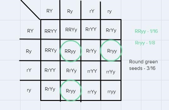 R is the allele for round seeds while r is the allele for wrinkled seeds. Y is the-example-1