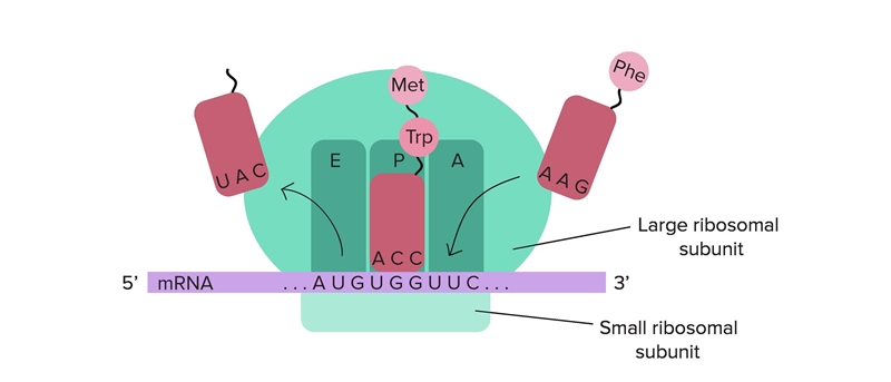 In what order does the tRNA move through the binding sites of a ribosome-example-1