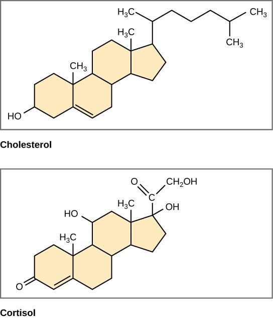 Draw the structure of a steroid-example-1