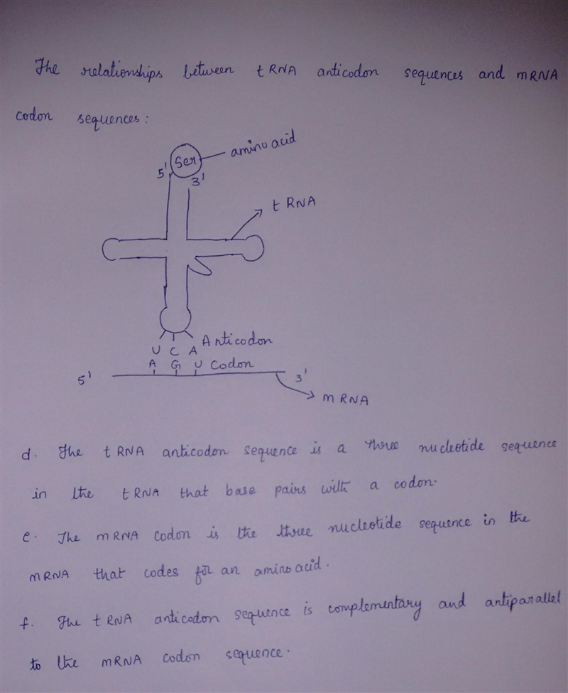 What is a complementary mRNA strand to the shown DNA sequence-example-1