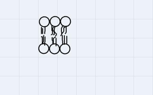 Draw the structure of a phospholipid-example-2