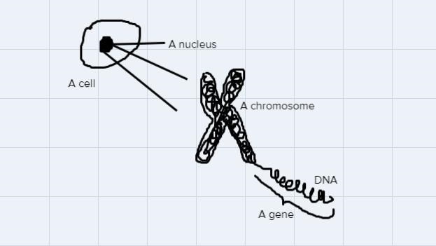 Is DNA found on genes or genes found on DNA?-example-1