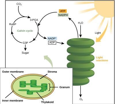 Draw a chloroplast and properly label every structure and region of importance to-example-1